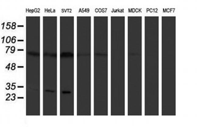 PLDN Antibody in Western Blot (WB)