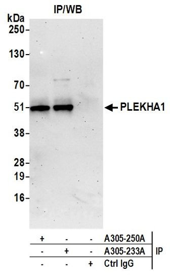 PLEKHA1/TAPP1 Antibody in Immunoprecipitation (IP)