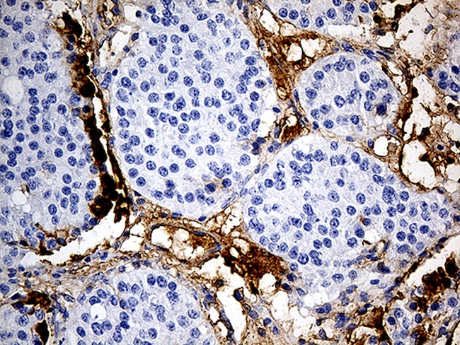 PLG Antibody in Immunohistochemistry (Paraffin) (IHC (P))