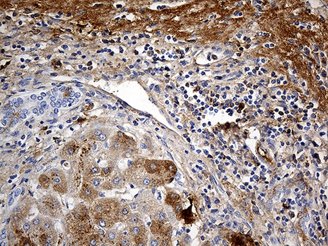 PLG Antibody in Immunohistochemistry (Paraffin) (IHC (P))