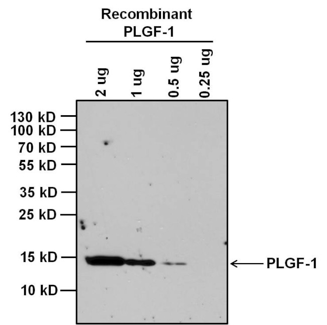 PGF Antibody in Western Blot (WB)