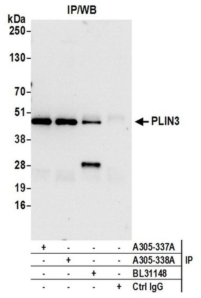 PLIN3 Antibody in Western Blot (WB)