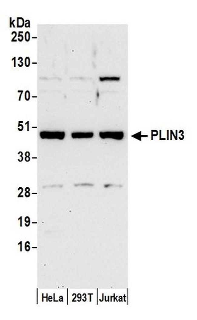 PLIN3 Antibody in Western Blot (WB)