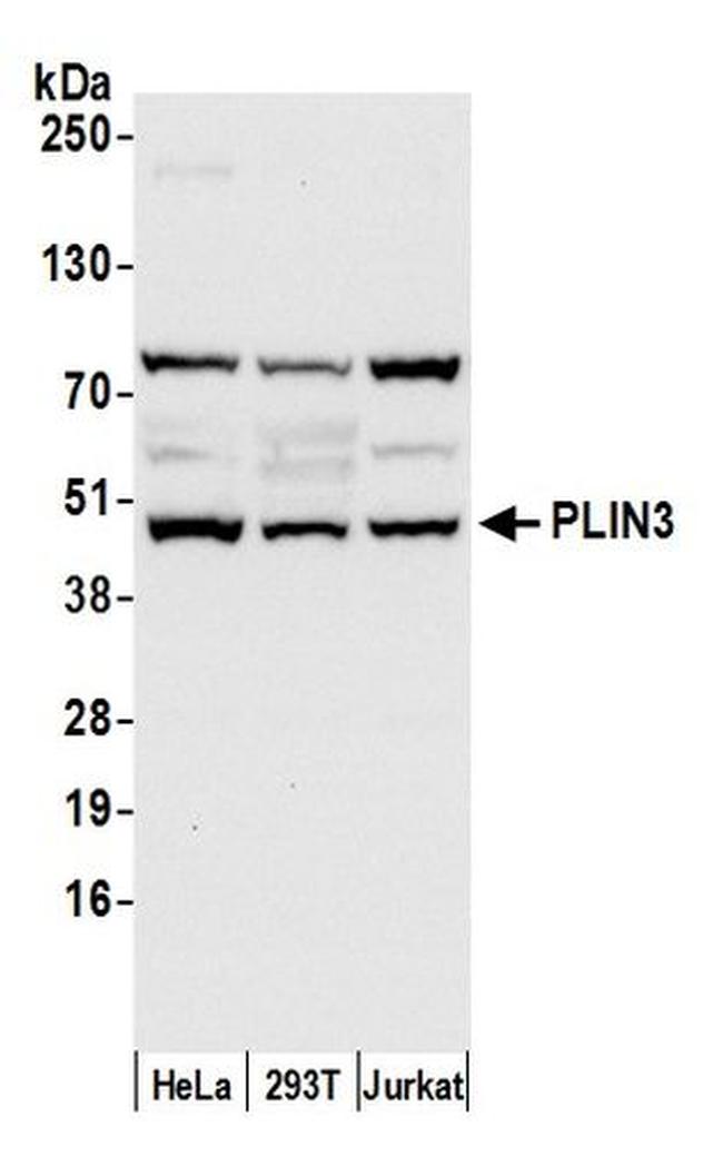 PLIN3 Antibody in Western Blot (WB)