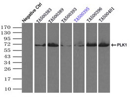 PLK1 Antibody in Immunoprecipitation (IP)