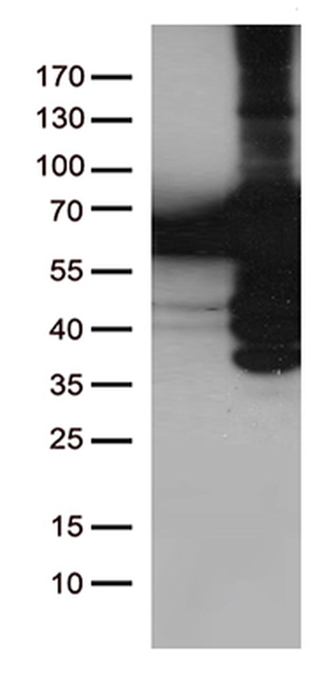 PLK1 Antibody in Western Blot (WB)