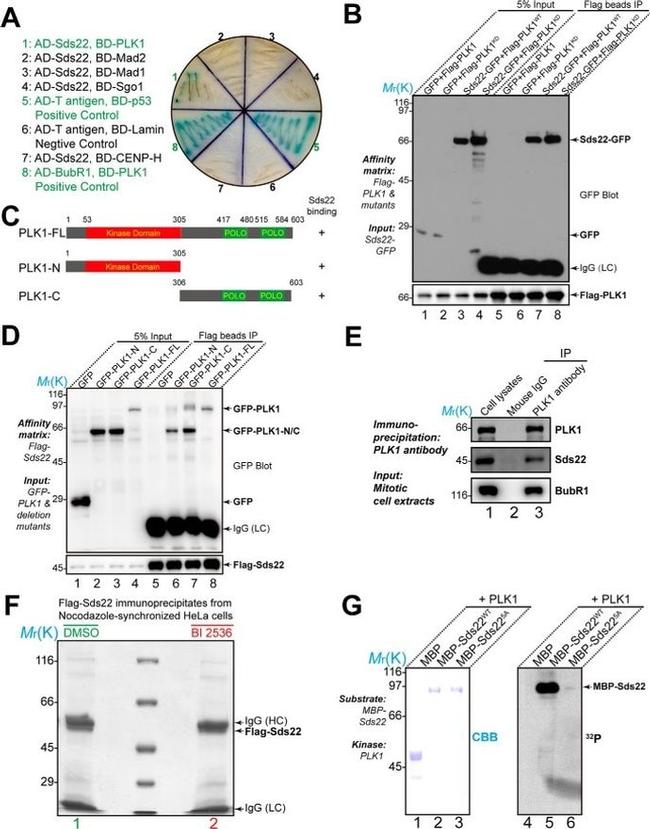 PLK1 Antibody