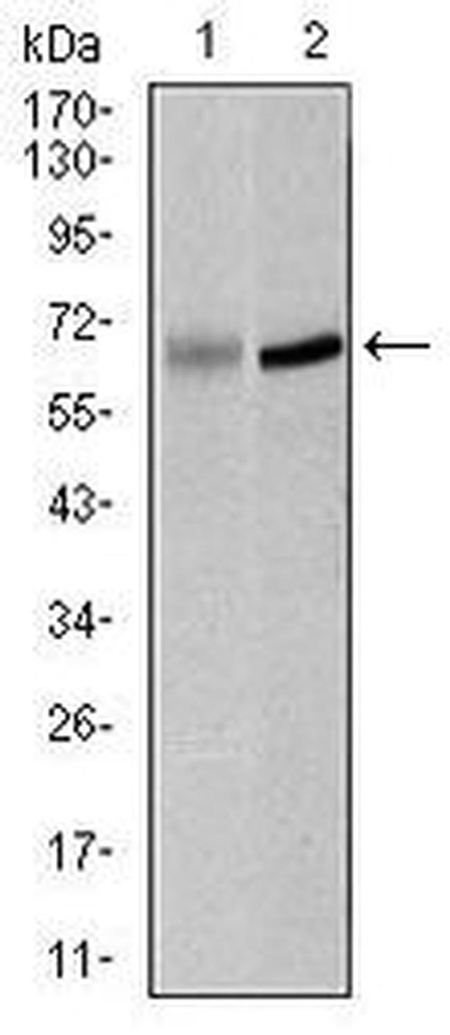 PLK1 Antibody in Western Blot (WB)