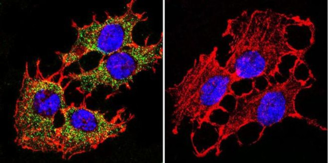 PMCA ATPase Antibody in Immunocytochemistry (ICC/IF)