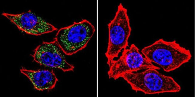 PMCA ATPase Antibody in Immunocytochemistry (ICC/IF)