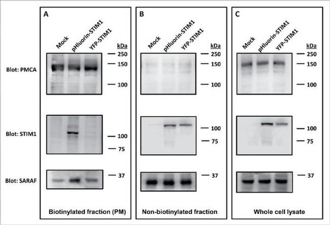 PMCA ATPase Antibody in Western Blot (WB)