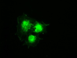 PMEL Antibody in Immunocytochemistry (ICC/IF)