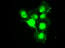 PMEL Antibody in Immunocytochemistry (ICC/IF)