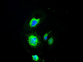 PMEL Antibody in Immunocytochemistry (ICC/IF)