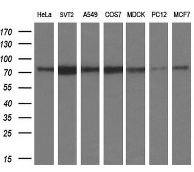 PMEL Antibody in Western Blot (WB)