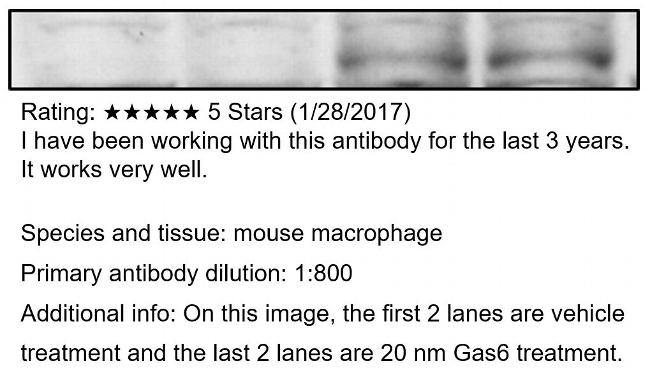 Phospho-MERTK (Tyr749, Tyr753, Tyr754) Antibody in Western Blot (WB)