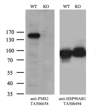 PMS2 Antibody