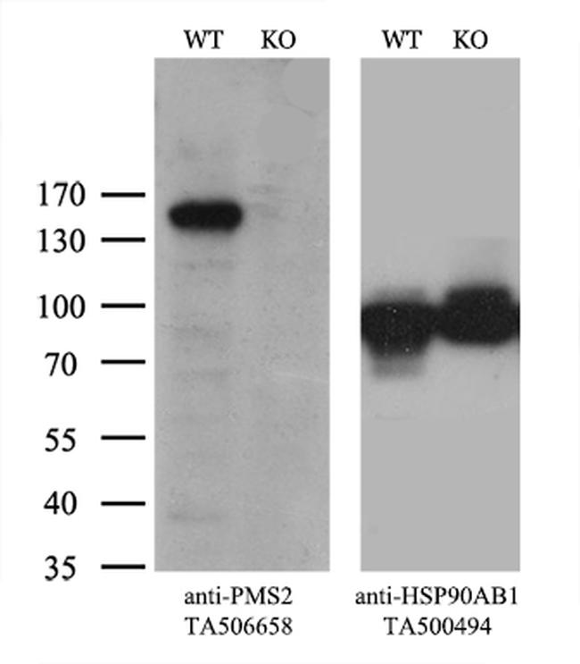 PMS2 Antibody in Western Blot (WB)