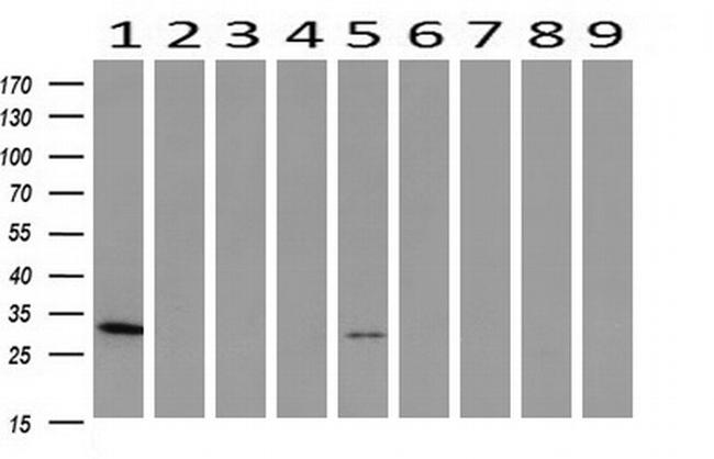 PNMT Antibody in Western Blot (WB)