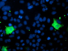 PNPO Antibody in Immunocytochemistry (ICC/IF)