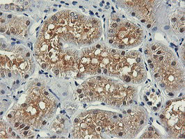 PNPO Antibody in Immunohistochemistry (Paraffin) (IHC (P))