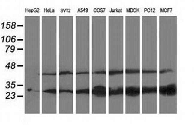 PNPO Antibody in Western Blot (WB)