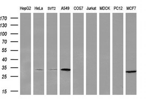 PNPO Antibody in Western Blot (WB)