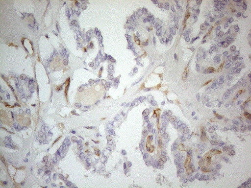 PODXL Antibody in Immunohistochemistry (Paraffin) (IHC (P))