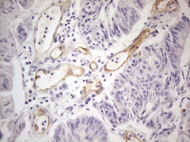 PODXL Antibody in Immunohistochemistry (Paraffin) (IHC (P))