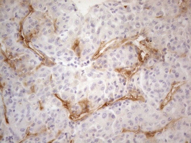 PODXL Antibody in Immunohistochemistry (Paraffin) (IHC (P))