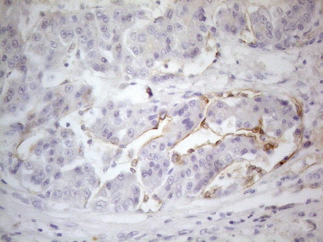 PODXL Antibody in Immunohistochemistry (Paraffin) (IHC (P))