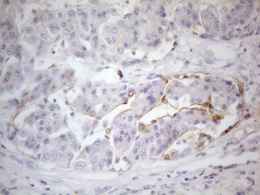 PODXL Antibody in Immunohistochemistry (Paraffin) (IHC (P))