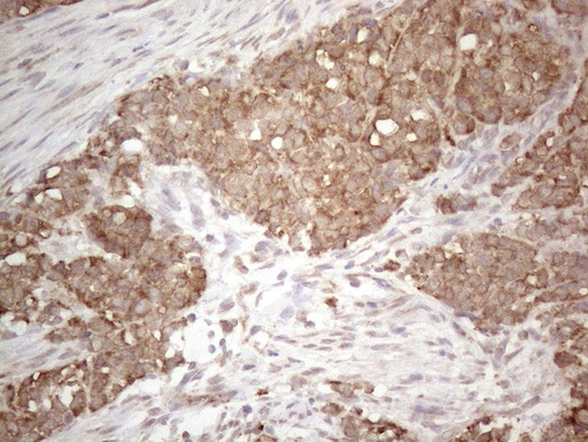 PODXL Antibody in Immunohistochemistry (Paraffin) (IHC (P))