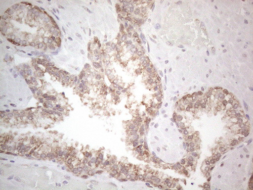 PODXL Antibody in Immunohistochemistry (Paraffin) (IHC (P))