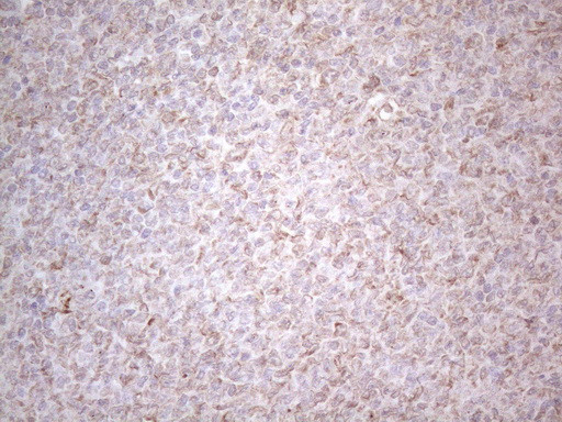 PODXL Antibody in Immunohistochemistry (Paraffin) (IHC (P))