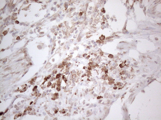 PODXL Antibody in Immunohistochemistry (Paraffin) (IHC (P))