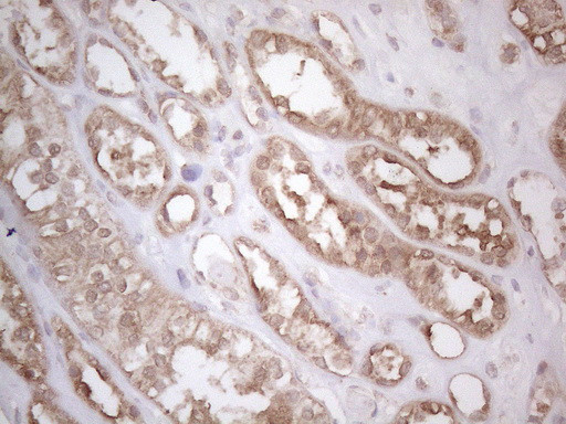 PODXL Antibody in Immunohistochemistry (Paraffin) (IHC (P))