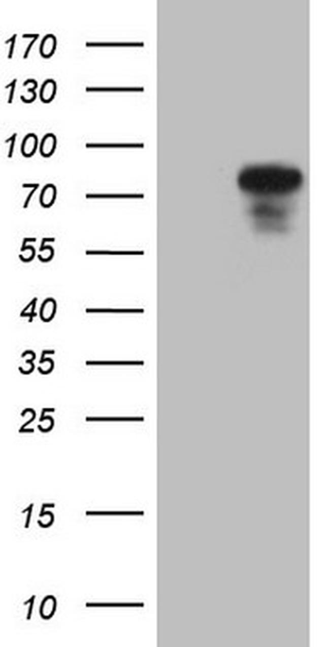 PODXL Antibody in Western Blot (WB)