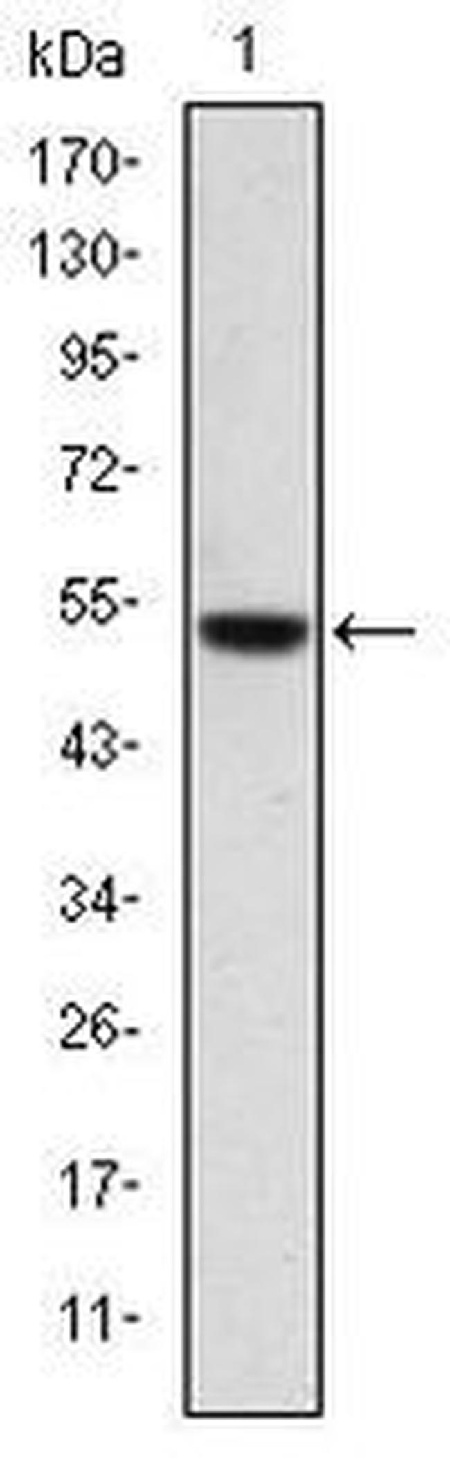 PODXL Antibody in Western Blot (WB)