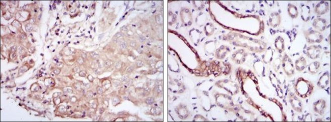 PODXL Antibody in Immunohistochemistry (Paraffin) (IHC (P))