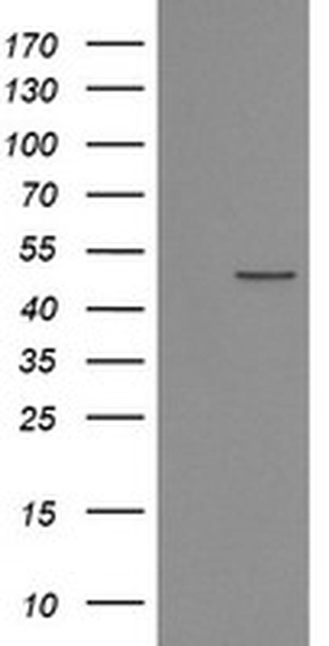 POFUT2 Antibody in Western Blot (WB)