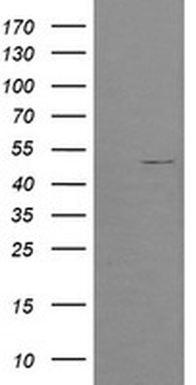 POFUT2 Antibody in Western Blot (WB)