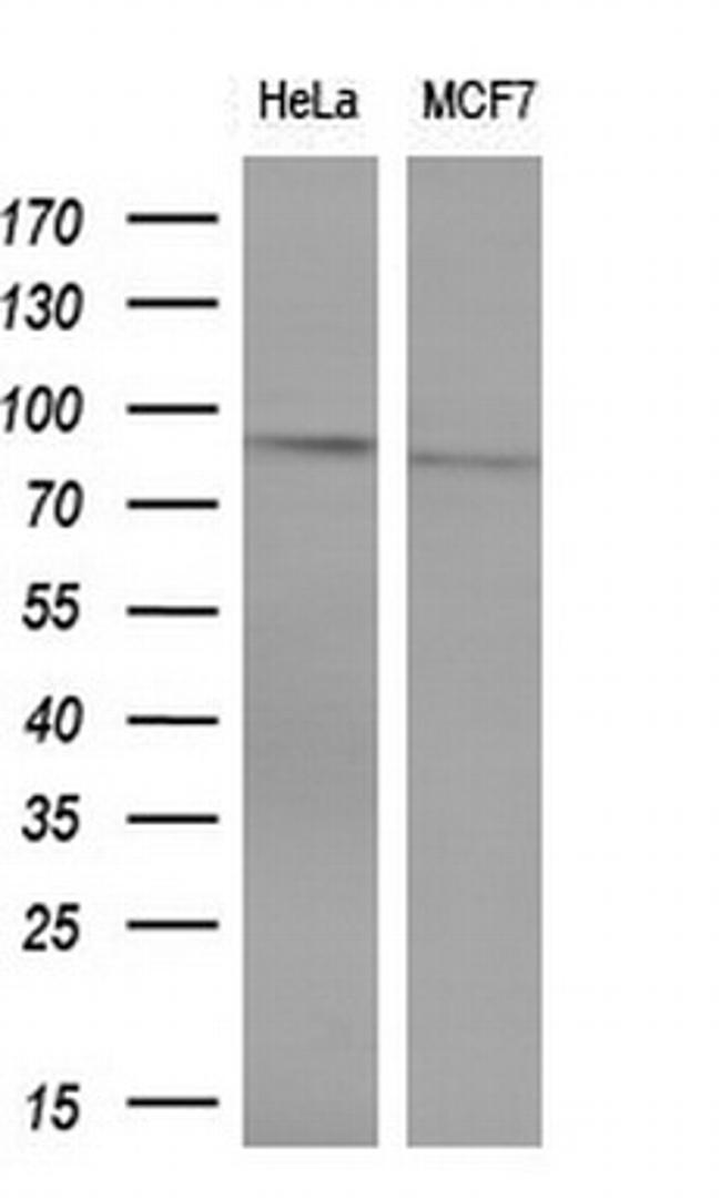 POLI Antibody in Western Blot (WB)