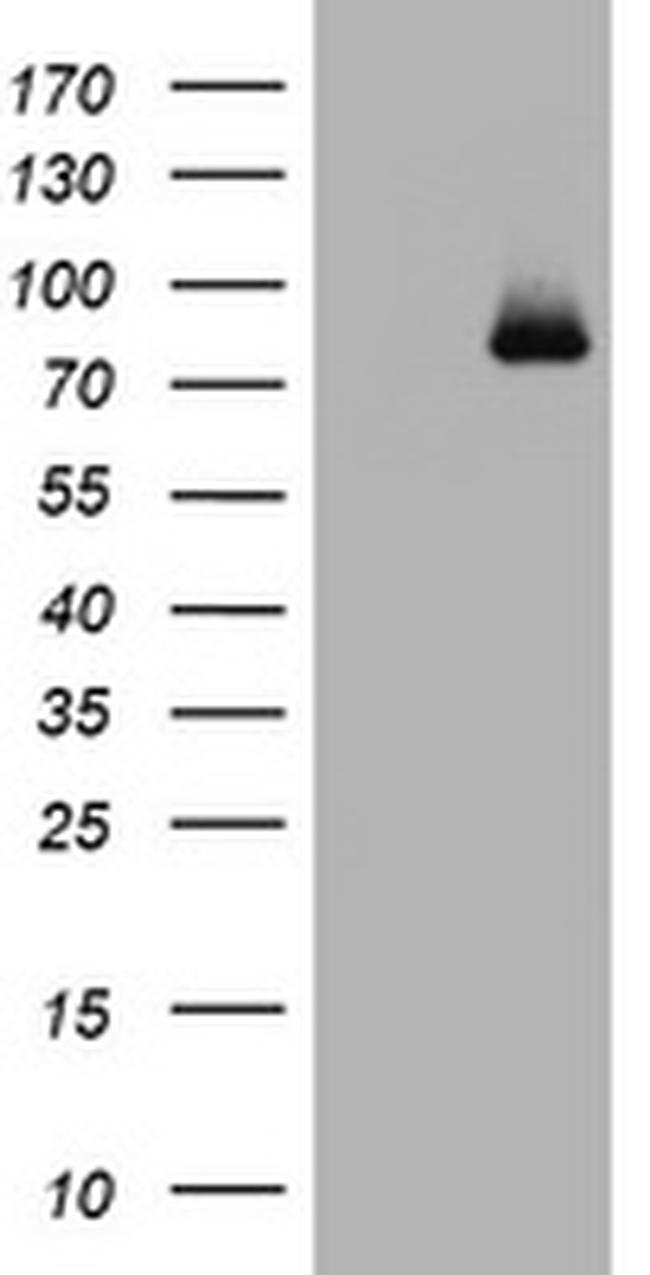 POLI Antibody in Western Blot (WB)