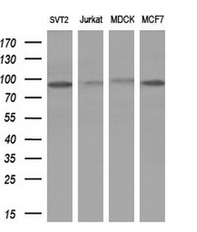 POLI Antibody in Western Blot (WB)