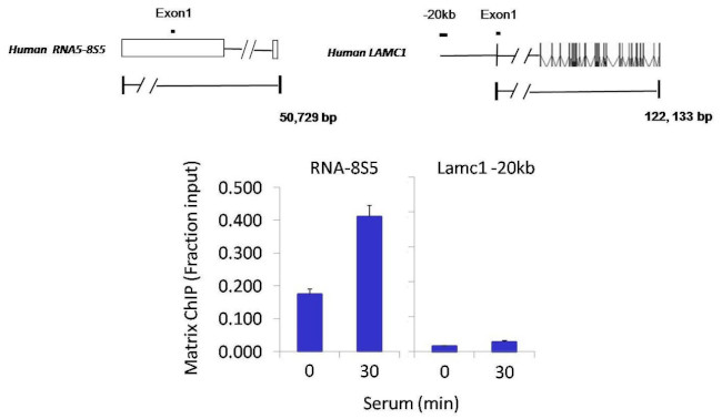 POLR1D Antibody in ChIP Assay (ChIP)