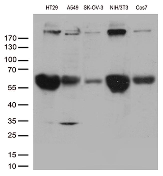 POLR2A Antibody in Western Blot (WB)