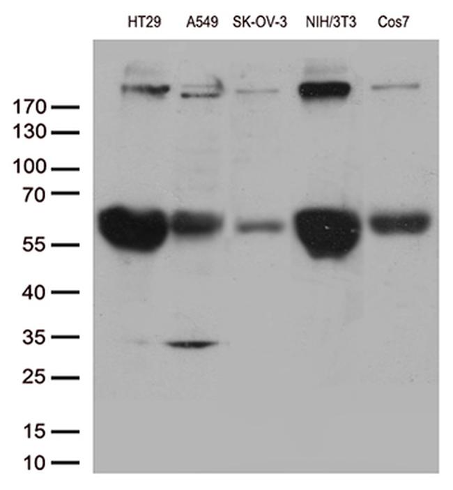 POLR2A Antibody in Western Blot (WB)