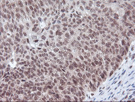 POLR2E Antibody in Immunohistochemistry (Paraffin) (IHC (P))