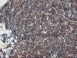 POLR2E Antibody in Immunohistochemistry (Paraffin) (IHC (P))